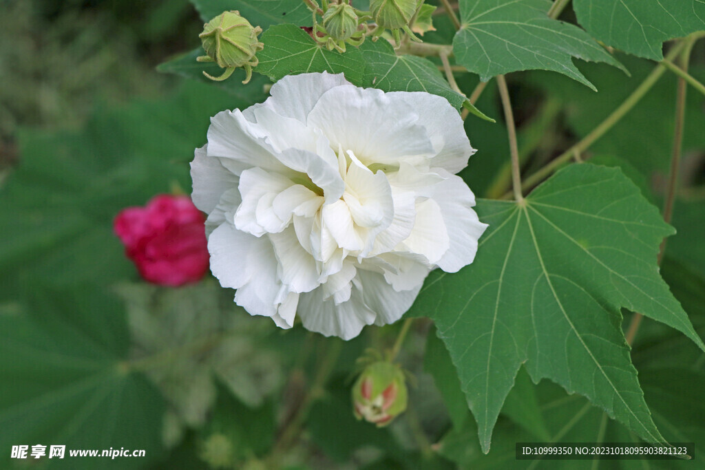 木芙蓉