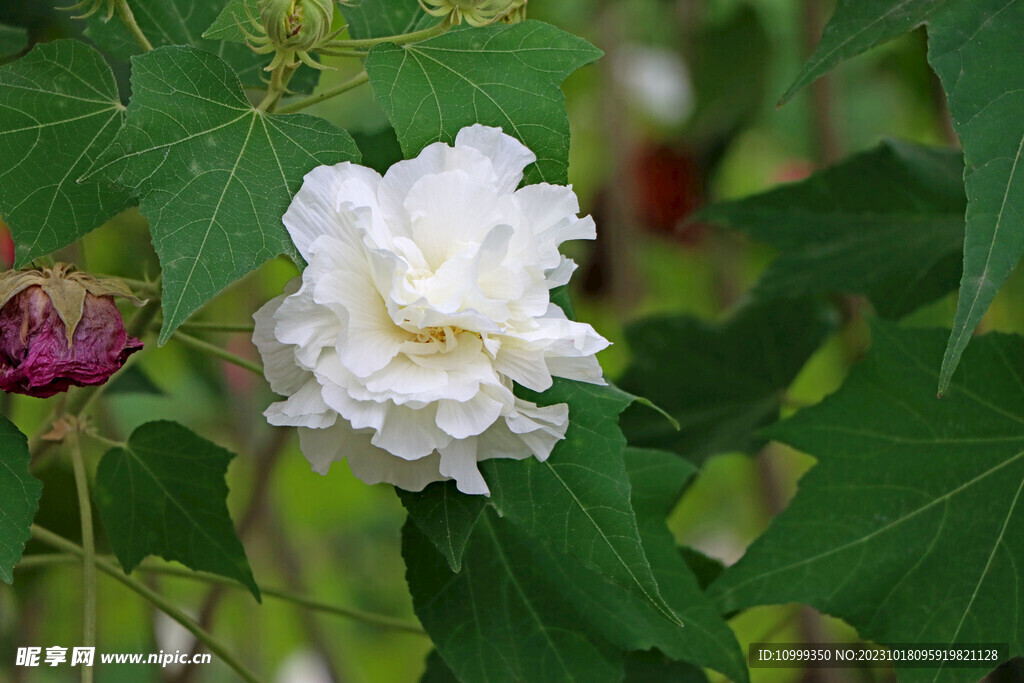 木芙蓉