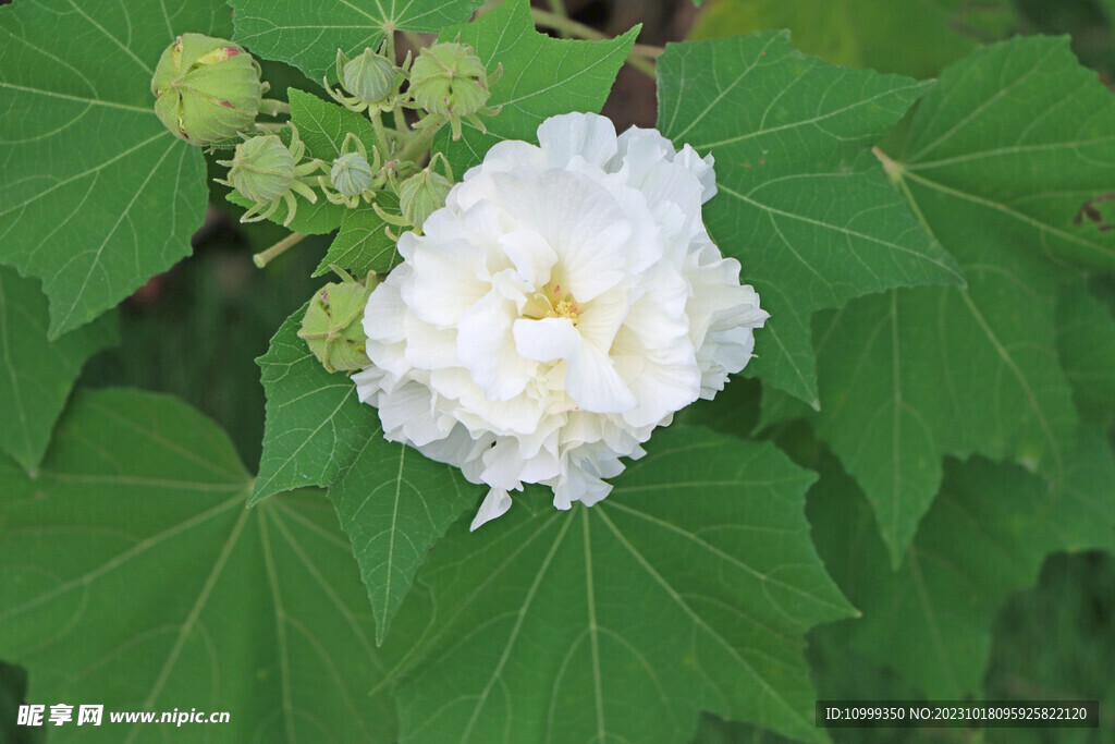 木芙蓉