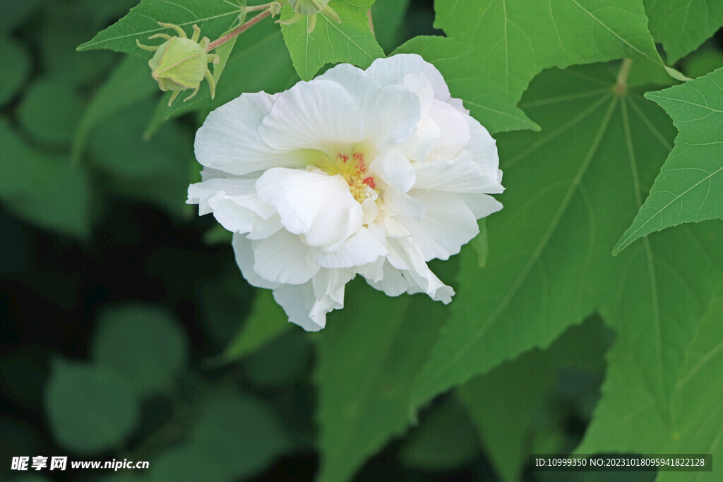 木芙蓉
