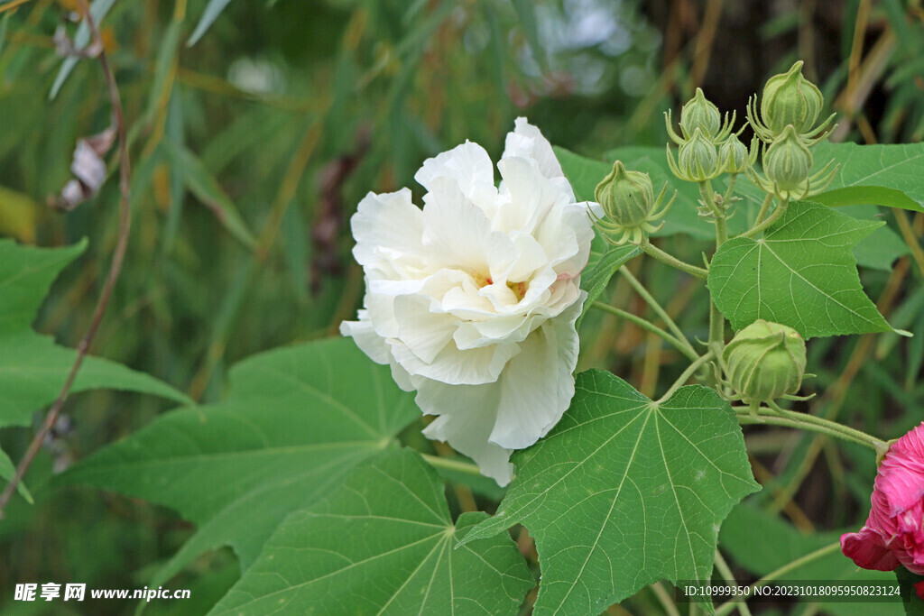 木芙蓉
