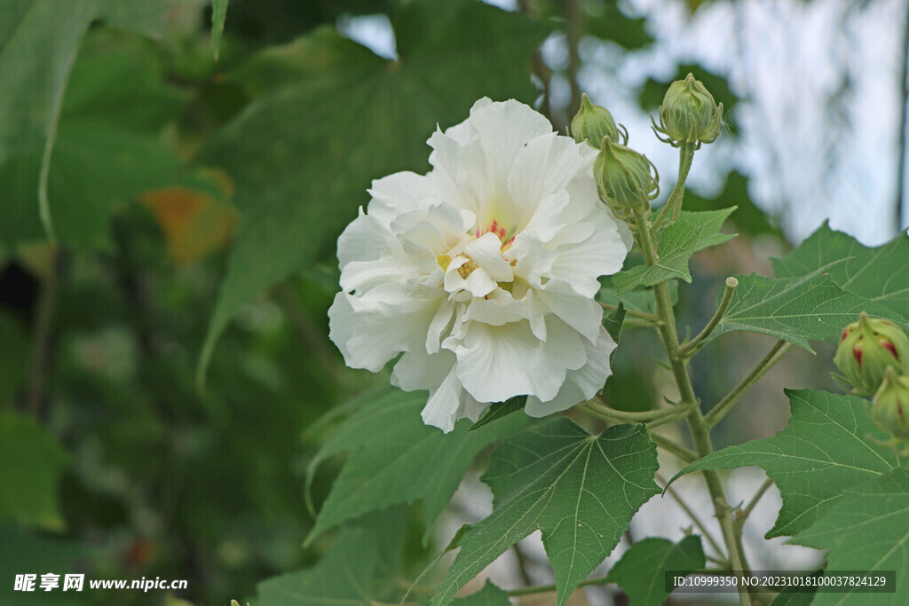木芙蓉