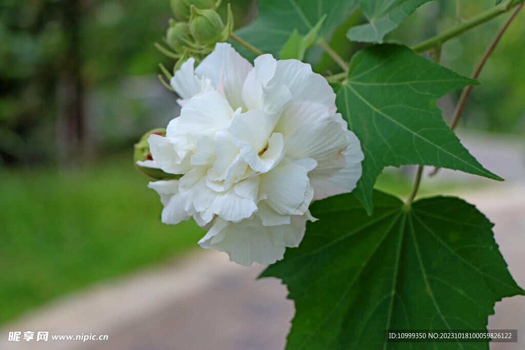 木芙蓉
