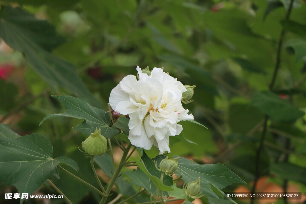 木芙蓉