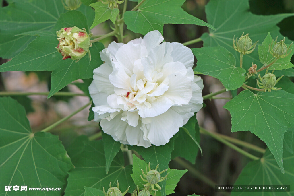 木芙蓉