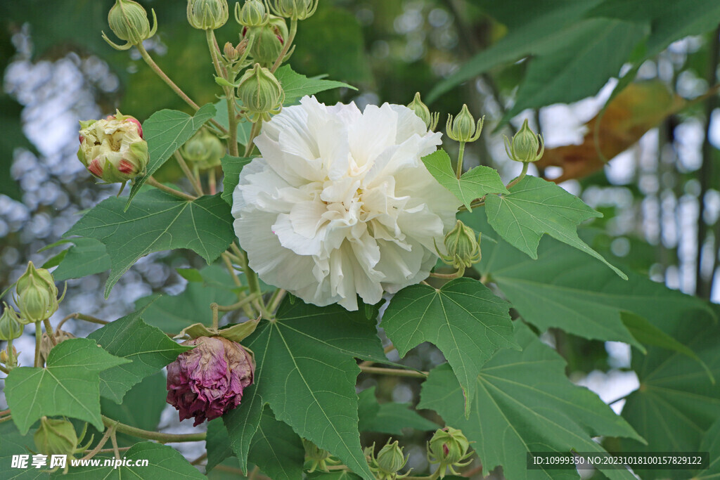 木芙蓉
