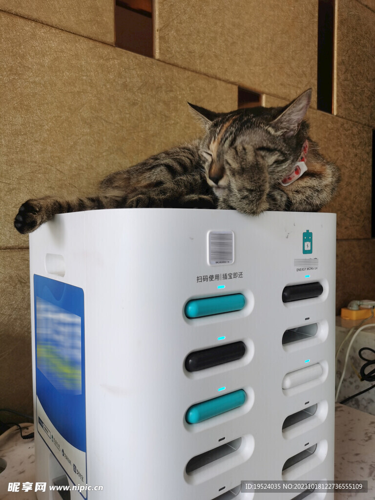 躺在柜子上的猫