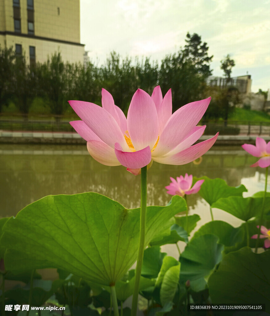 荷花