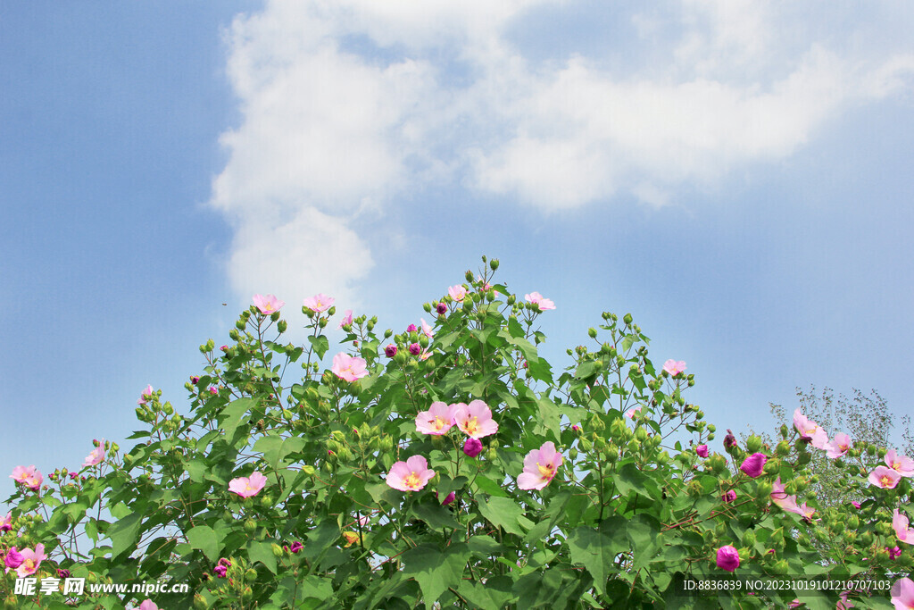 蓝天下的芙蓉花