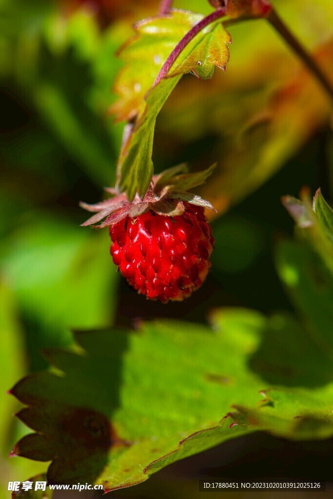 草莓