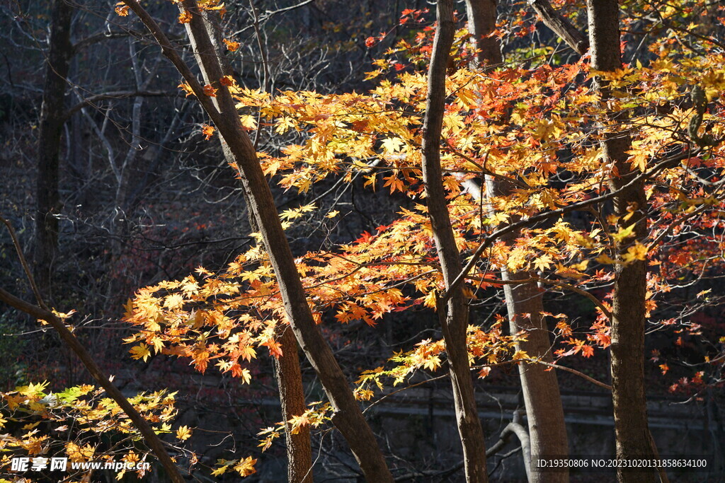 秋天本溪山里的枫叶