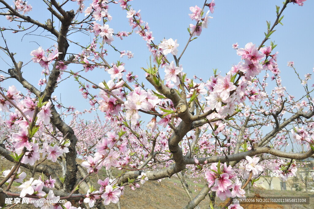 西游记公园蟠桃园