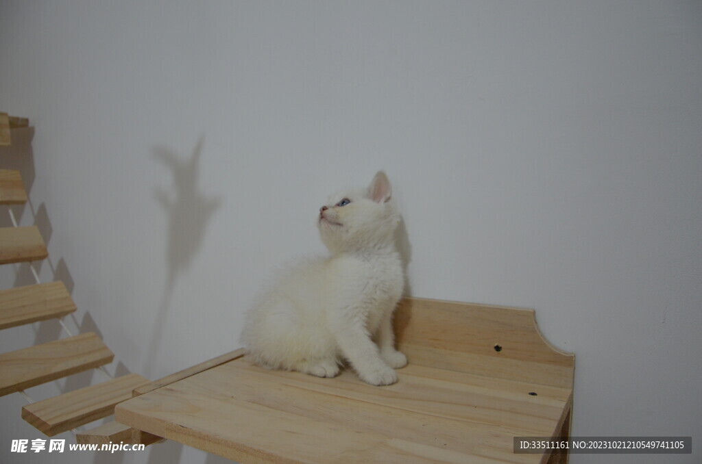 宠物猫咪