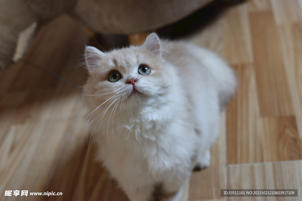 宠物猫咪