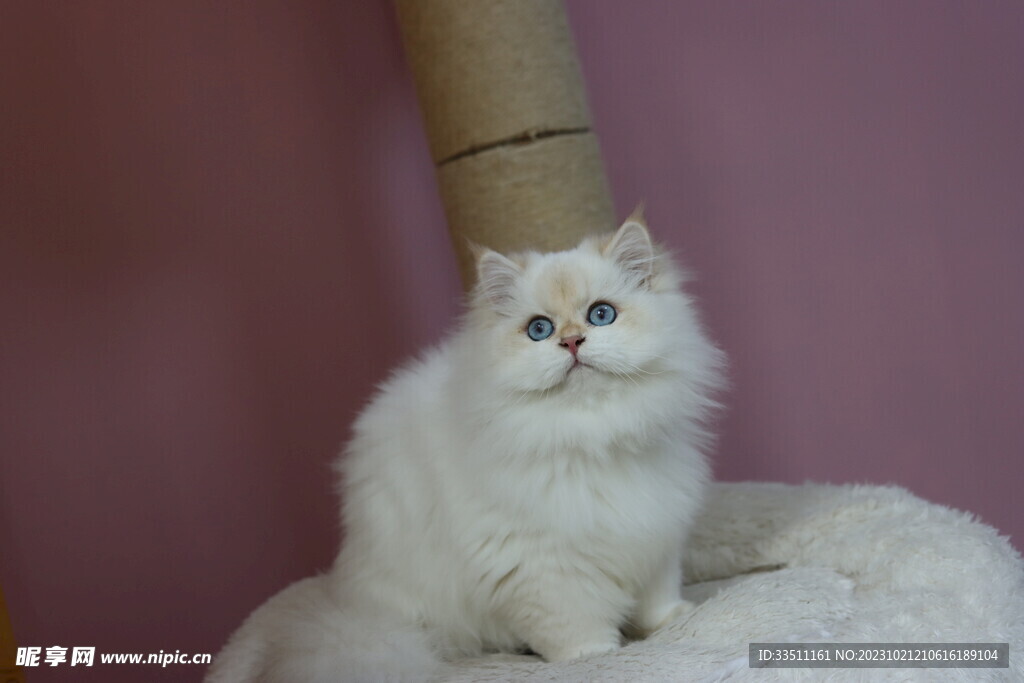 宠物猫咪