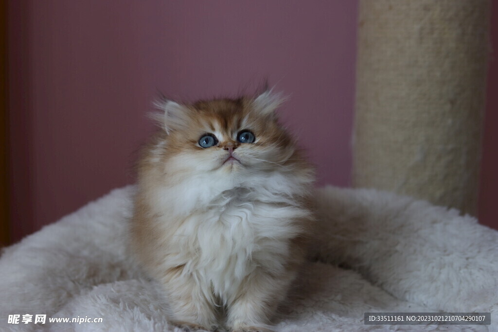 宠物猫咪