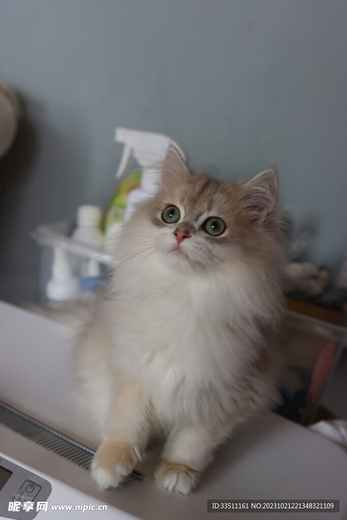 宠物猫咪