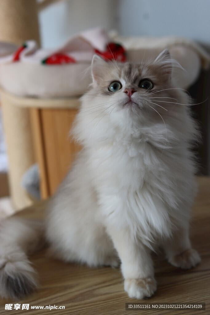 宠物猫咪