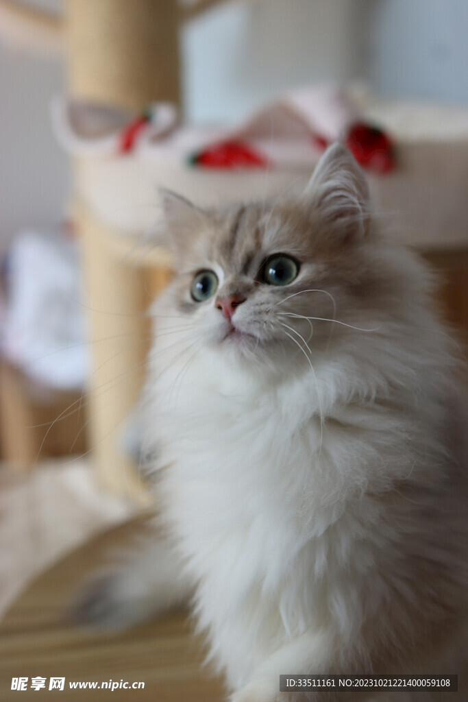 宠物猫摄影