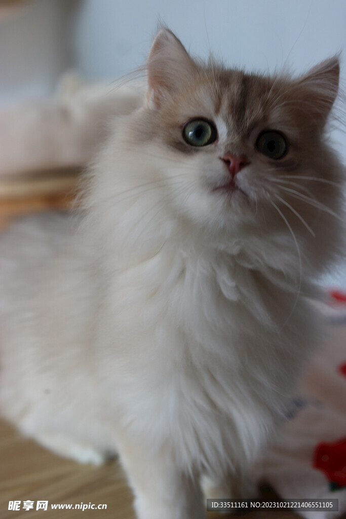 宠物猫摄影