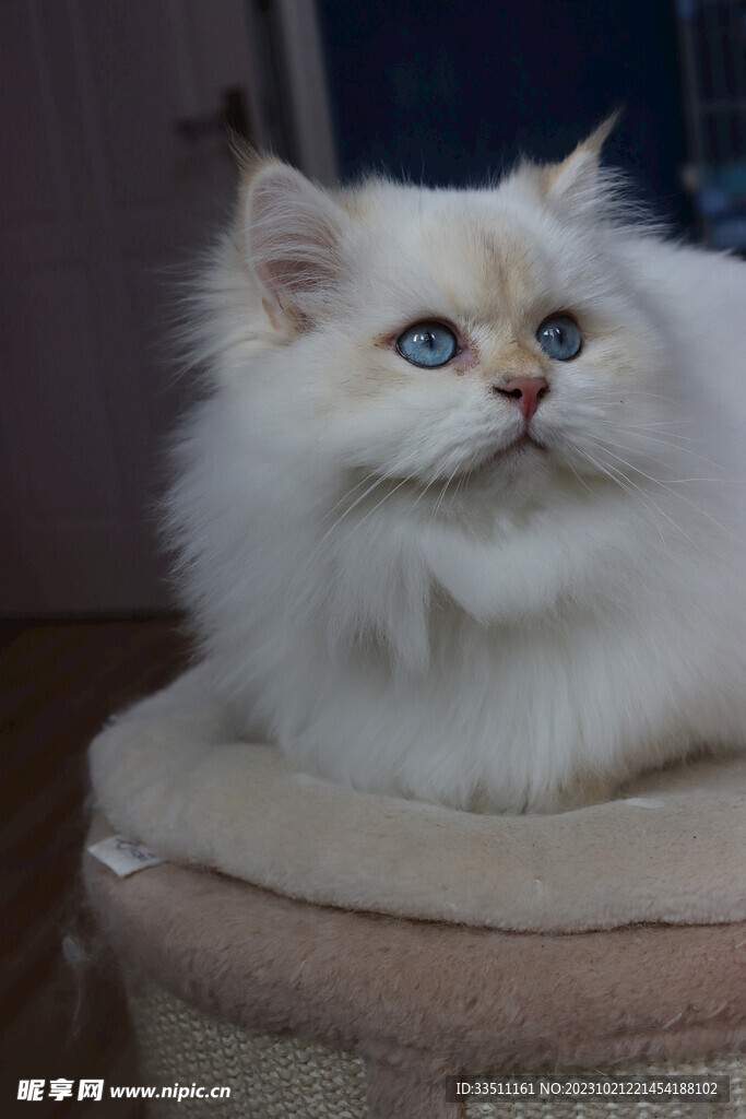 宠物猫咪