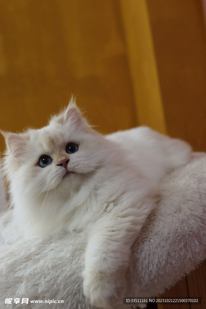 宠物猫摄影