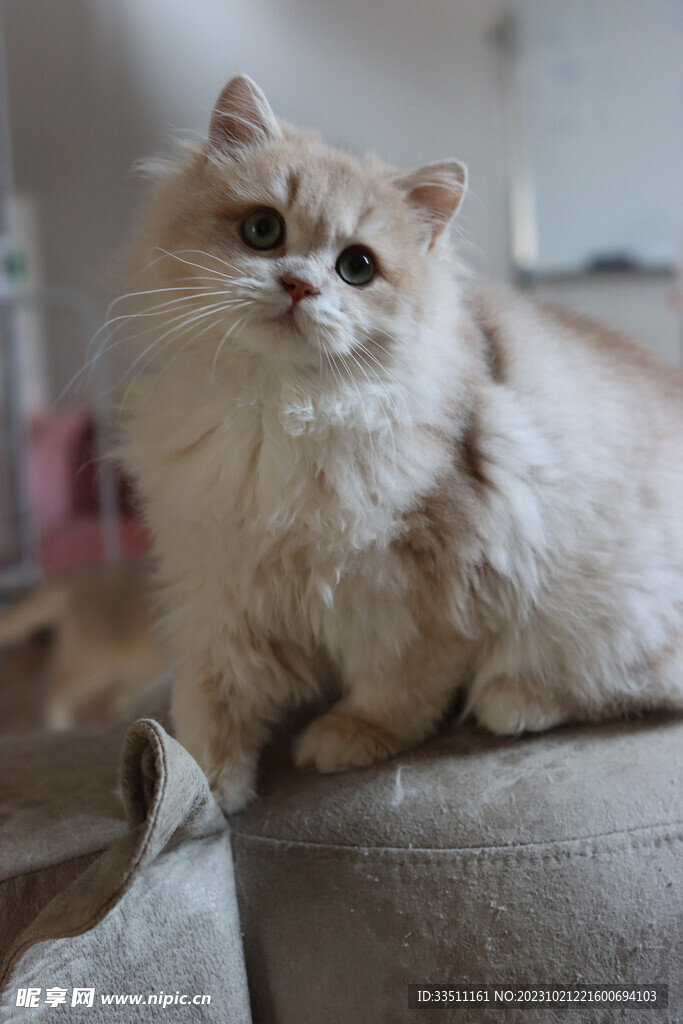 宠物猫咪