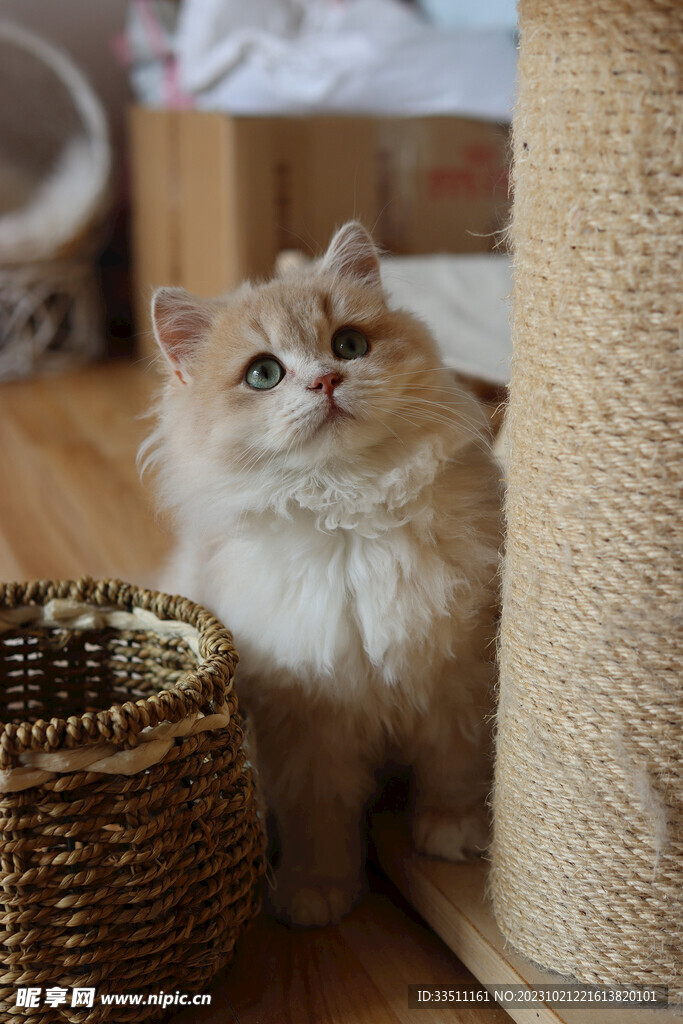 宠物猫咪