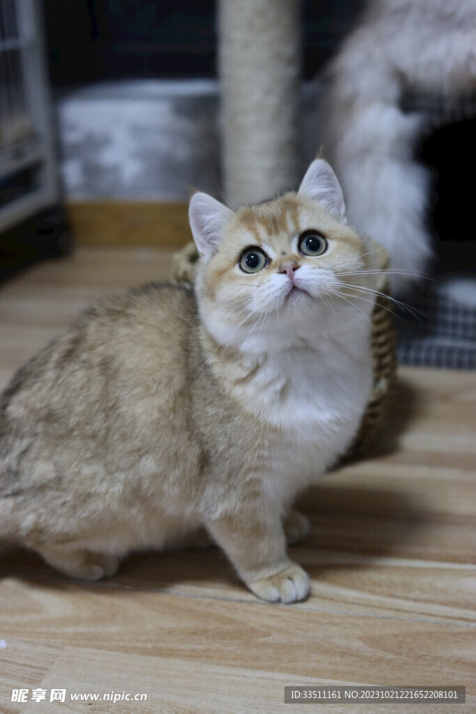 宠物猫咪