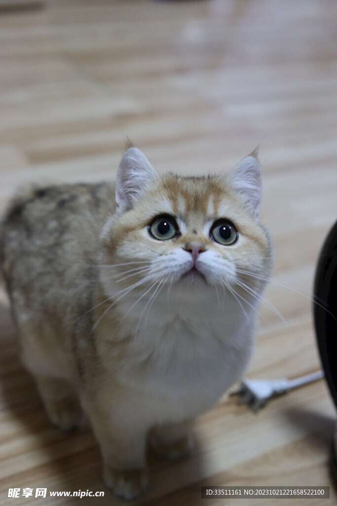 宠物猫咪