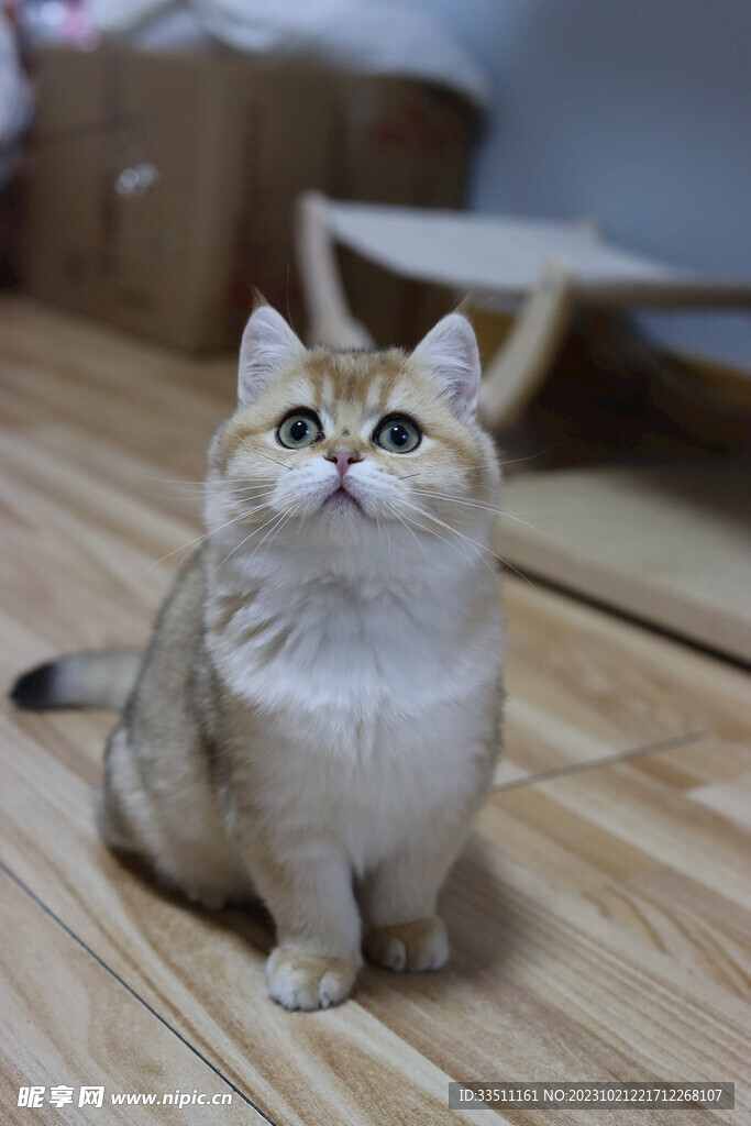 宠物猫咪