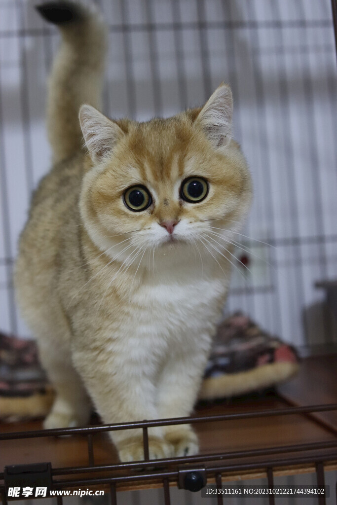 宠物猫咪