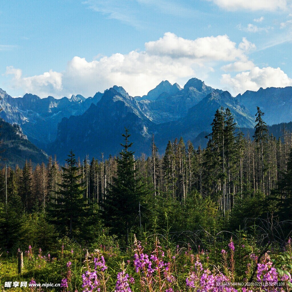 山脉树林风景