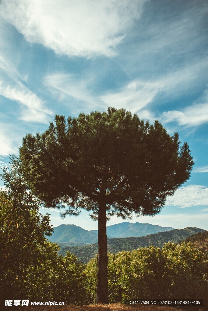 树木素材