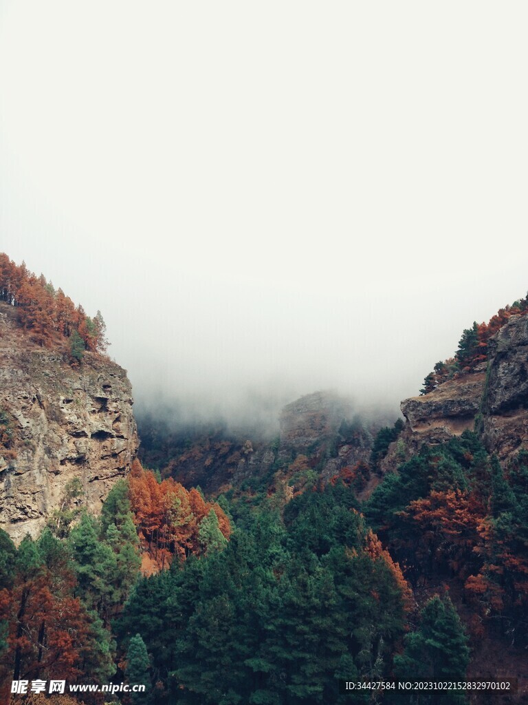 山谷山林