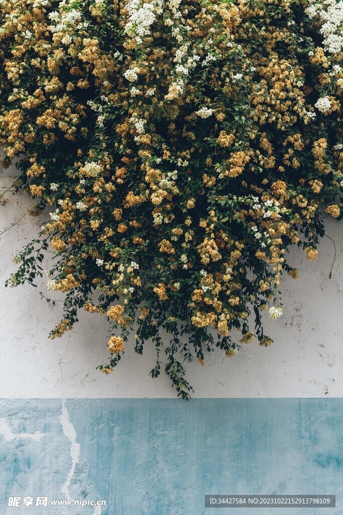 花丛