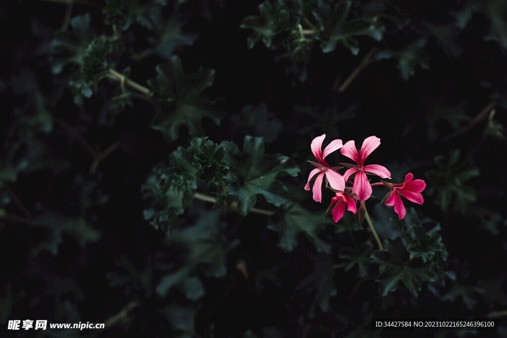 红色小花丛