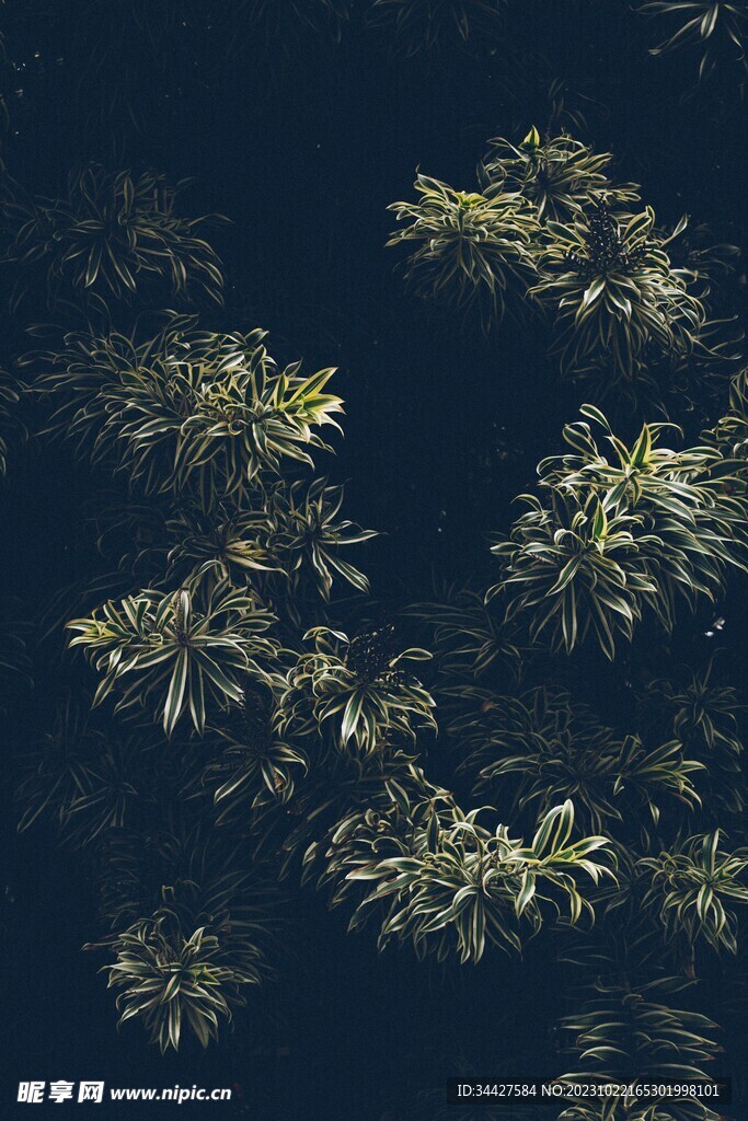 白边草