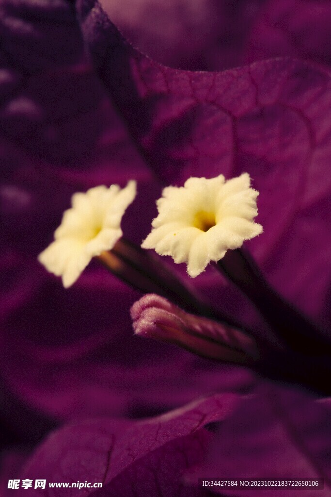 三角梅花蕊