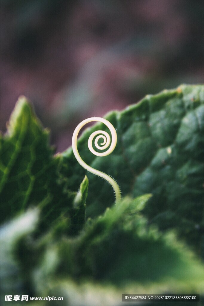 绿植芽须触手