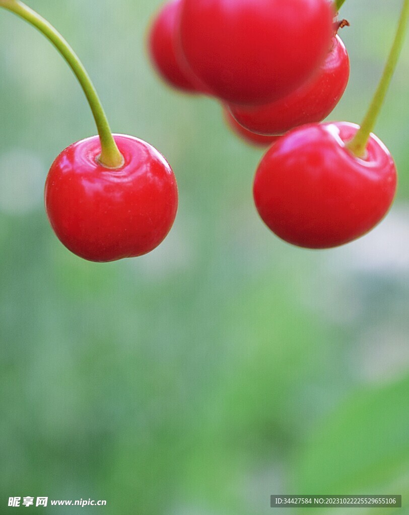 樱桃