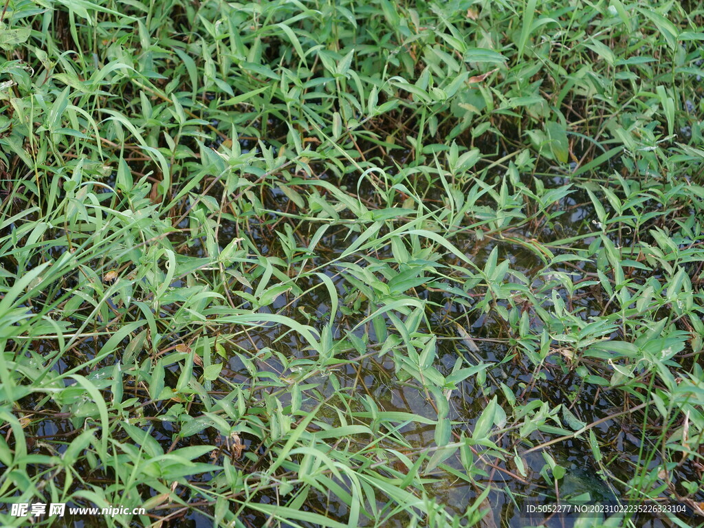 水草