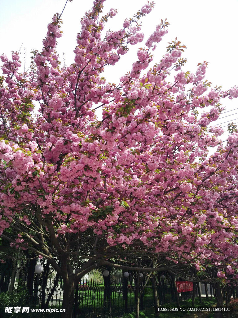 樱花