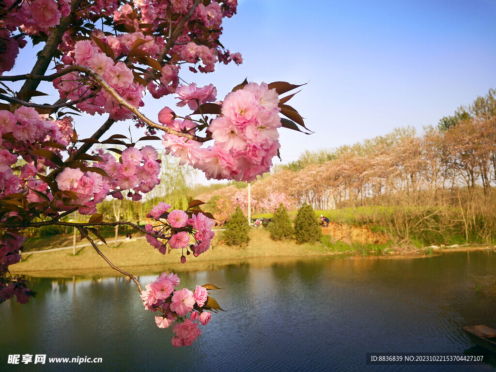樱花 