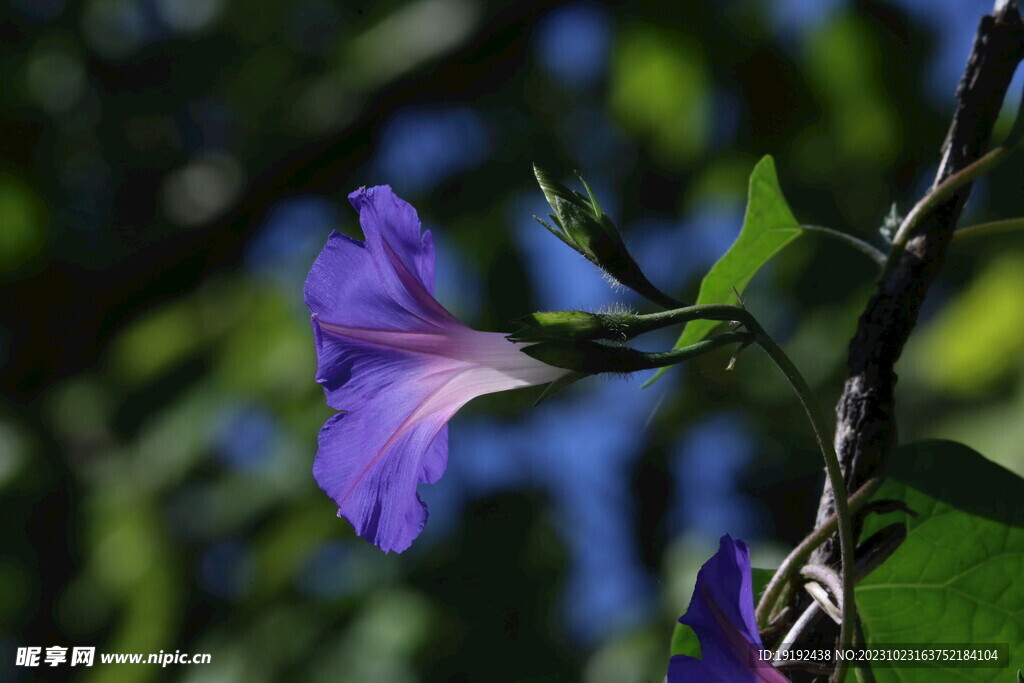 牵牛花 