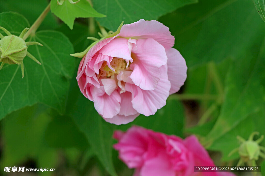 粉色木芙蓉花