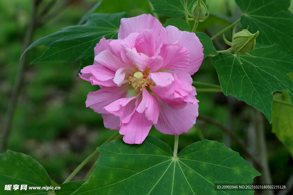 粉色木芙蓉花