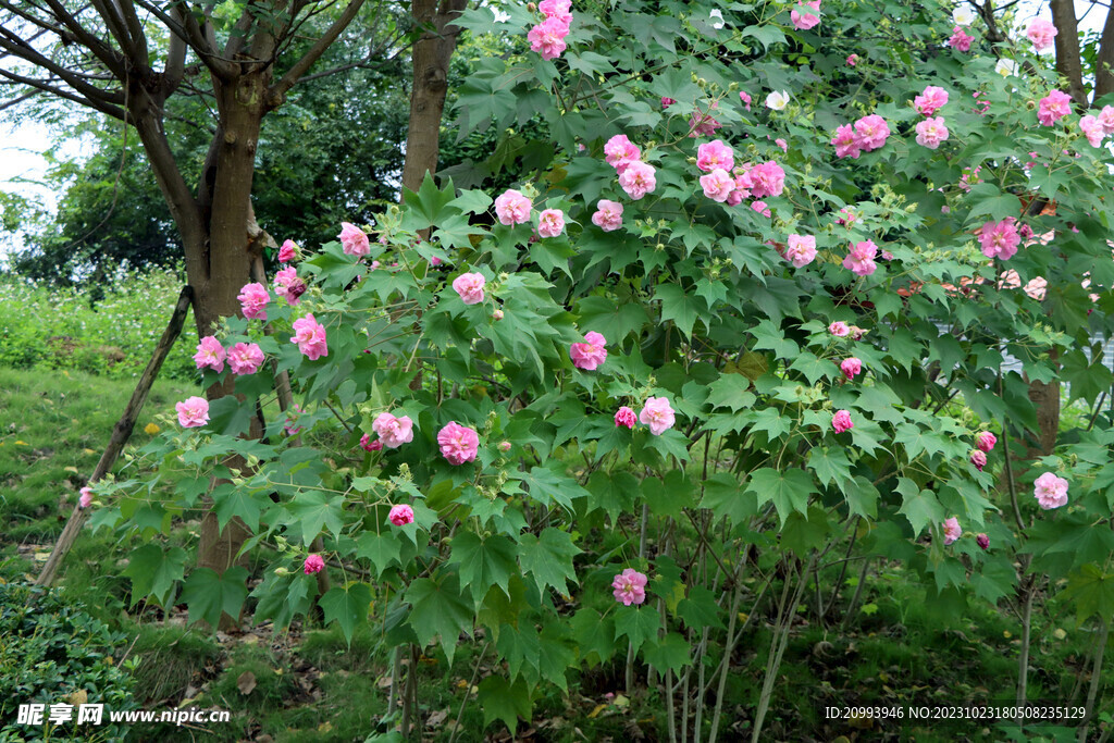 木芙蓉花