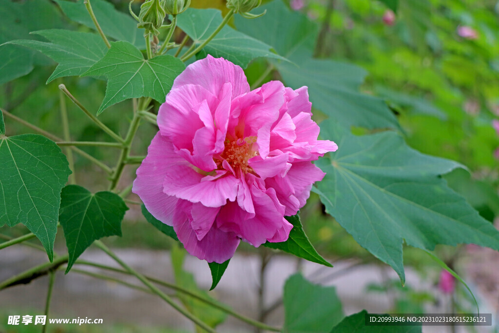 粉色木芙蓉花