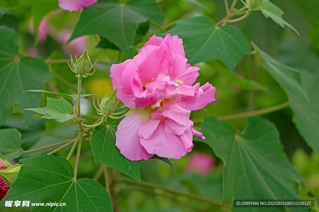 粉色木芙蓉花